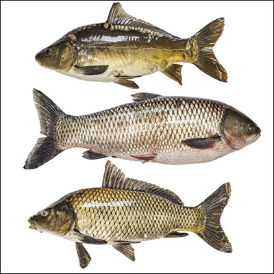 Hodowla ryb z zastosowaniem Efektywnych Mikroorganizmów - obrazek