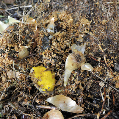 Pielęgnacja kompostu z Technologią EM - obrazek