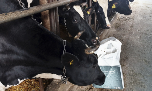 Wioletta Sasinowska, hodowla krów mlecznych - obrazek