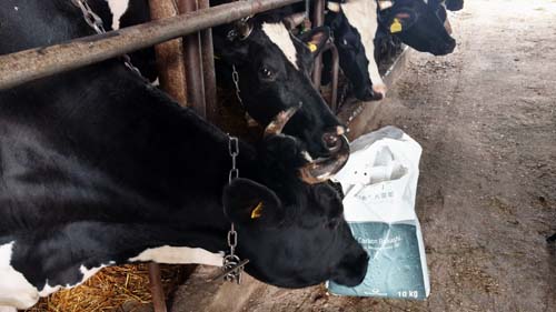 Wioletta Sasinowska, hodowla krów mlecznych - obrazek 4