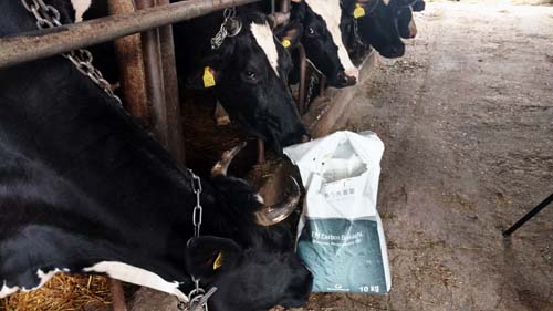Wioletta Sasinowska, hodowla krów mlecznych - obrazek 5