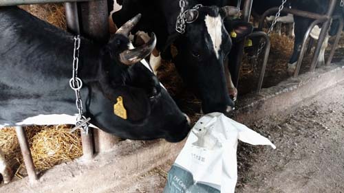Wioletta Sasinowska, hodowla krów mlecznych - obrazek 7