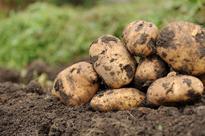 EM w uprawie ziemniaków - obrazek