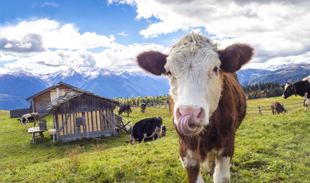 Zastosowanie Efektywnych Mikroorganizmów w hodowli bydła