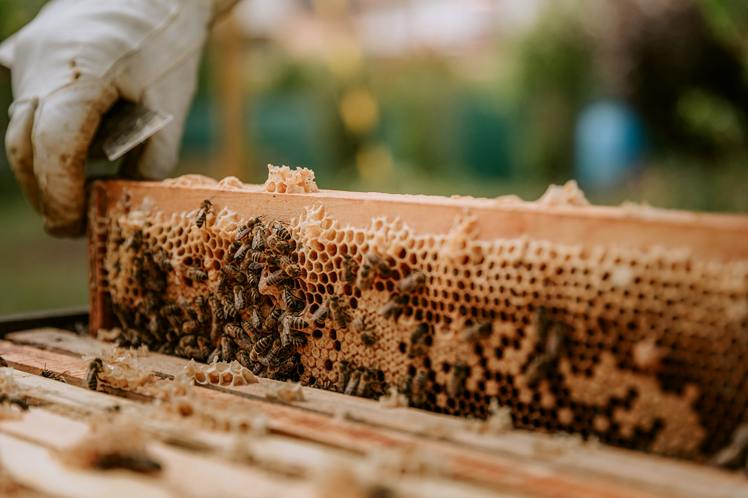 Badania nad wpływem Efektywnych Mikroorganizmów EM® na pszczoły miodne w Chorwacji