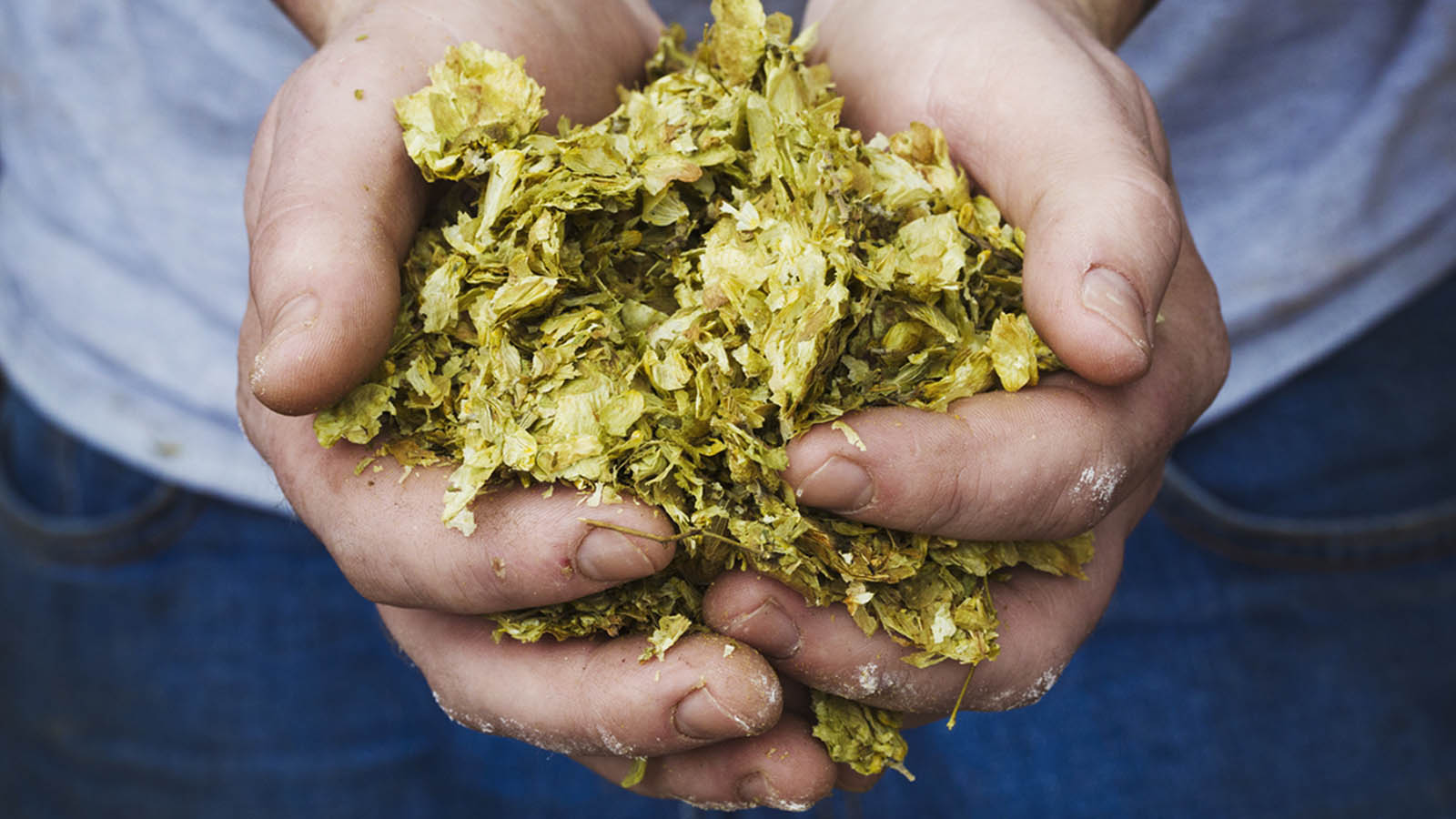 Już 20 lat temu badaliśmy zastosowanie EM w kompostowaniu biomasy chmielowej