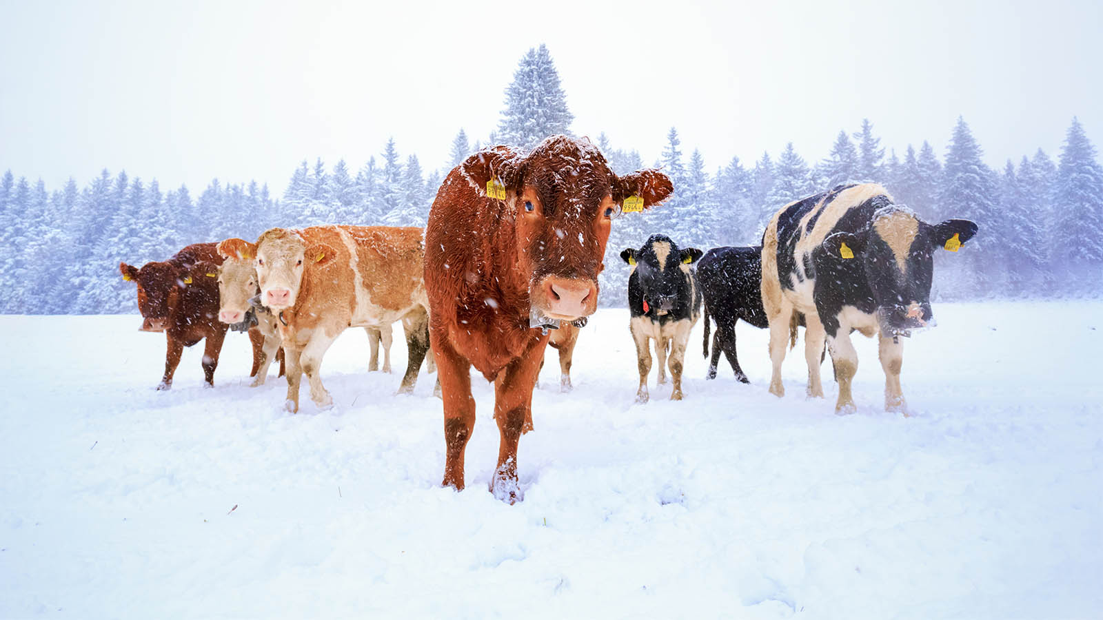 Rola probiotyków w stabilizacji mikroflory żwacza krów mlecznych w warunkach zimowych