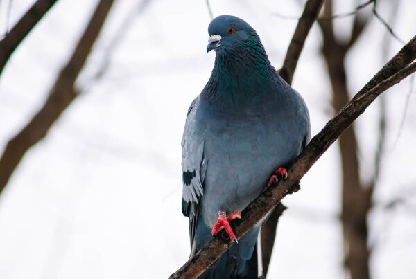 probiotyki na zimę dla gołębi