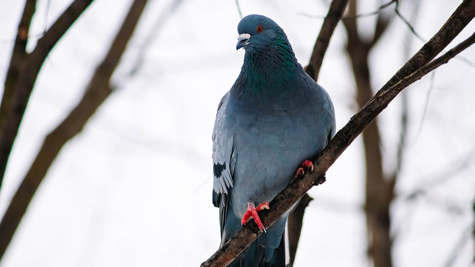 Zdrowe jelita to spokojna zima w gołębniku