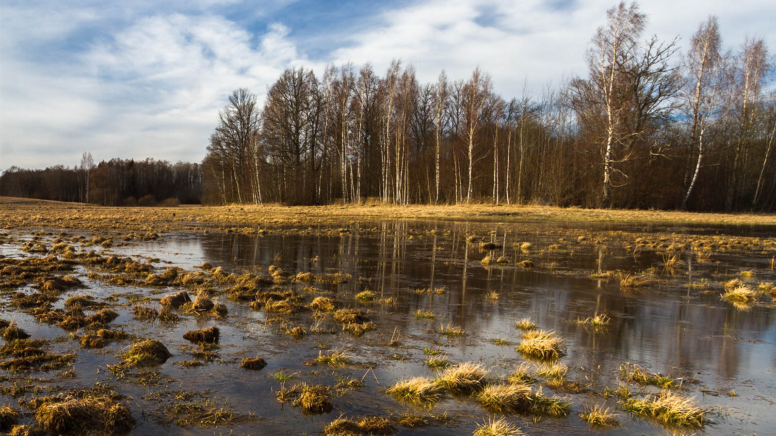 Mokradła – naturalna infrastruktura życia.
