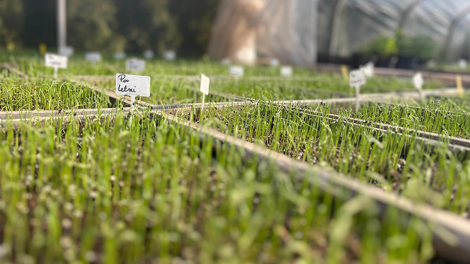 Produkcja rozsady z mikrowsparciem